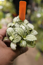 growth pattern of Fittonia Lovers Rooted Starter Plant live houseplant from Divine Roots