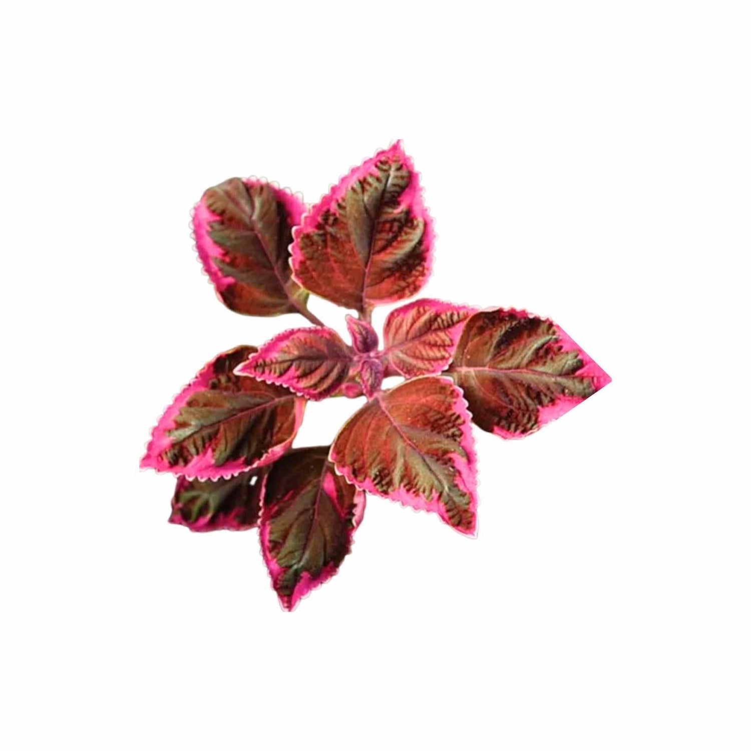 Coleus Meandering Linda live houseplant from Divine Roots