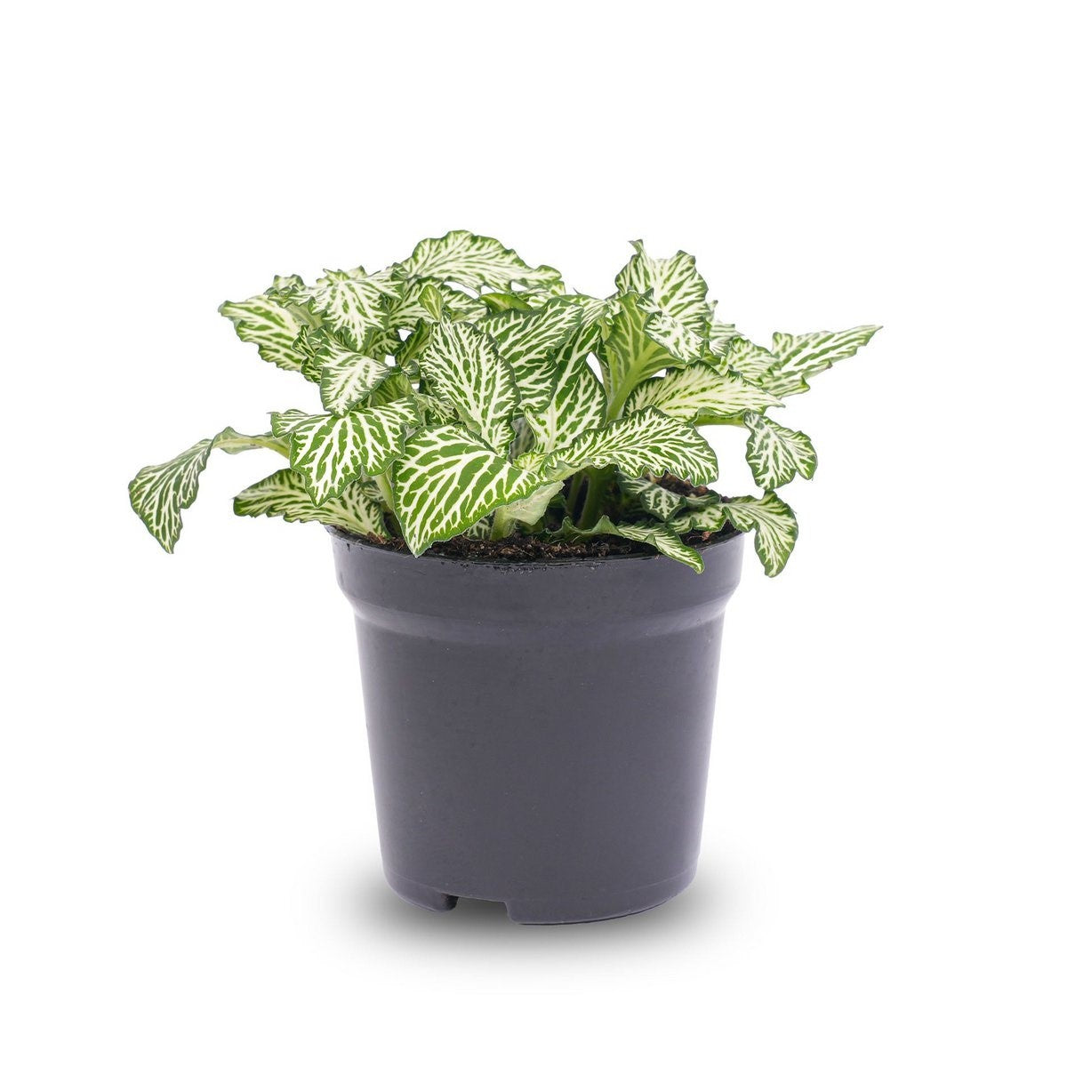 new growth on Fittonia White Tiger Rooted Starter Plant live houseplant from Divine Roots