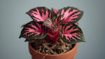 potted Episcia Pink Panther Rooted Starter Plant live succulent from Divine Roots