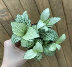 close-up detail of Fittonia Purple Snow Anne Rooted Starter Plant live houseplant from Divine Roots