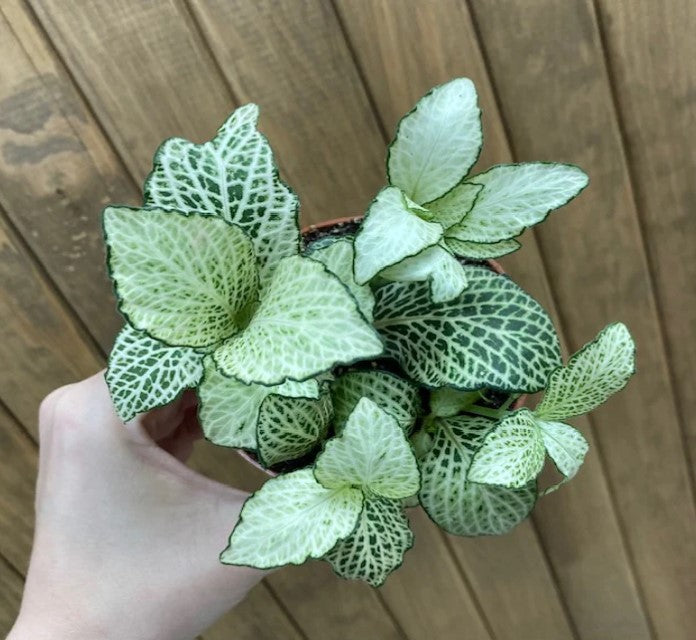 close-up detail of Fittonia Purple Snow Anne Rooted Starter Plant live houseplant from Divine Roots