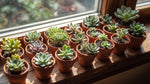 potted Windowsill Succulent Plant Pack live succulent from Divine Roots