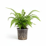top view of Macho Fern Rooted Starter Plant live fern from Divine Roots