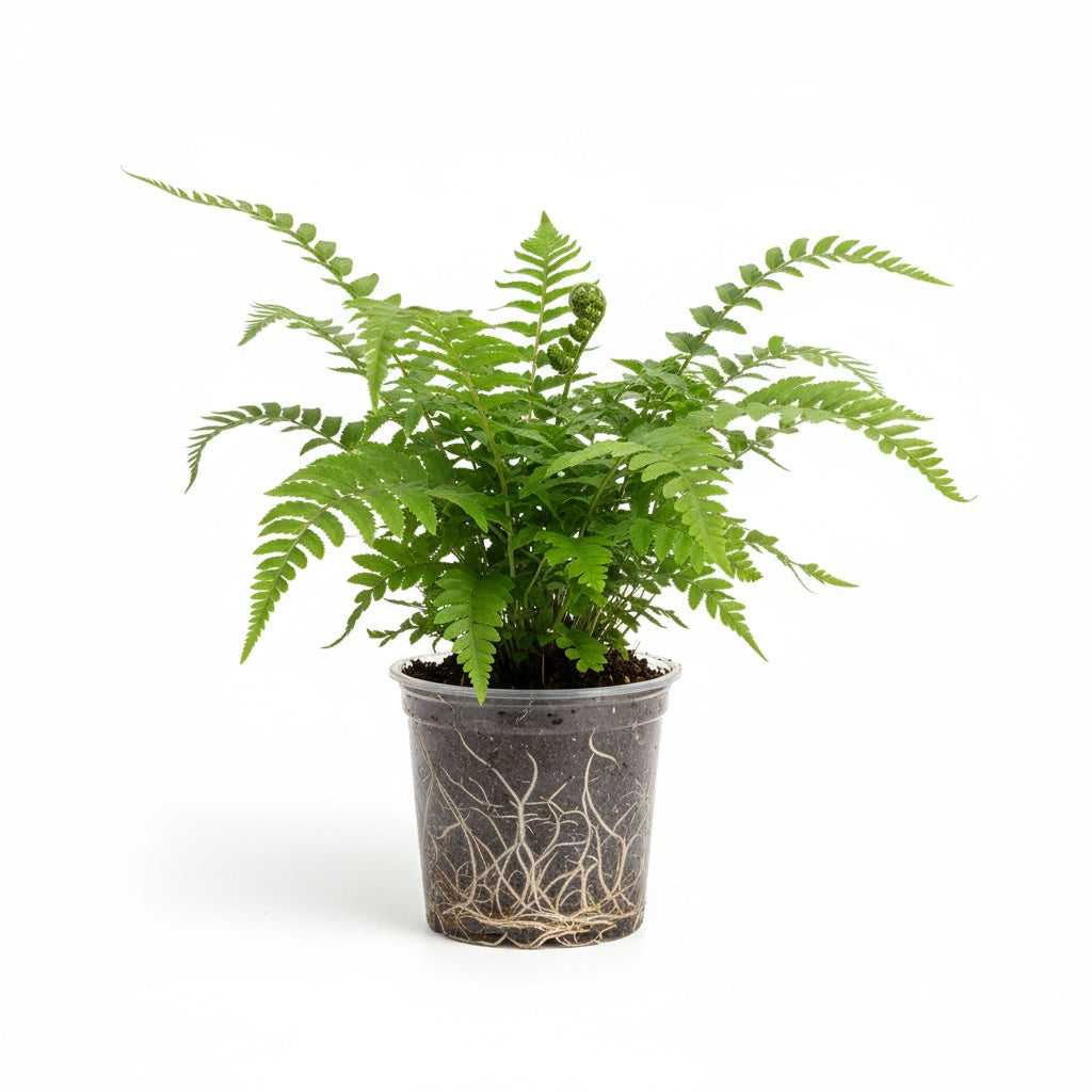 top view of Macho Fern Rooted Starter Plant live fern from Divine Roots