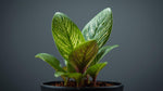 new growth on Calathea Freddie Rooted Starter Plant live prayer plant from Divine Roots