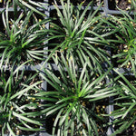 size reference for Mondo Grass (Ophiogon Japonica) live houseplant from Divine Roots