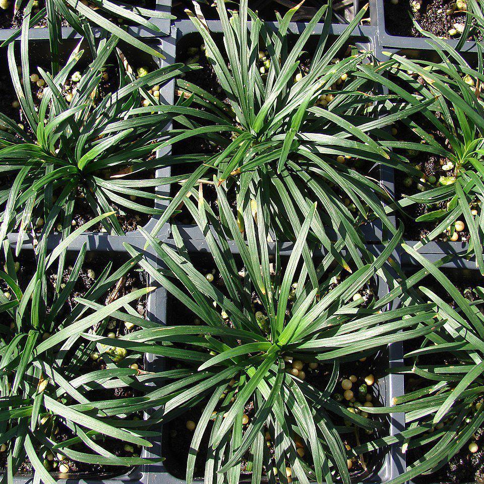 size reference for Mondo Grass (Ophiogon Japonica) live houseplant from Divine Roots
