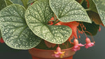 side profile of Angel Wing Begonia Snow Capped live Begonia from Divine Roots