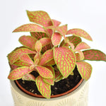 leaf detail of Fittonia Zalm Ruby Lime Rooted Starter Plant live houseplant from Divine Roots