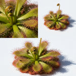 leaf detail of Sundew Drosera Spatulata live houseplant from Divine Roots