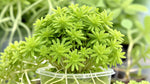 side profile of Sedum Rupestre Lemon Ball Rooted Starter Plant live succulent from Divine Roots