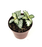 full view of Fittonia White Tiger Rooted Starter Plant live houseplant from Divine Roots