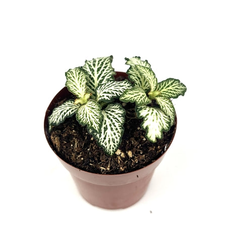 full view of Fittonia White Tiger Rooted Starter Plant live houseplant from Divine Roots