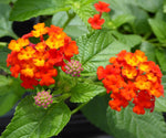 growth pattern of Dallas Red Lantana live houseplant from Divine Roots