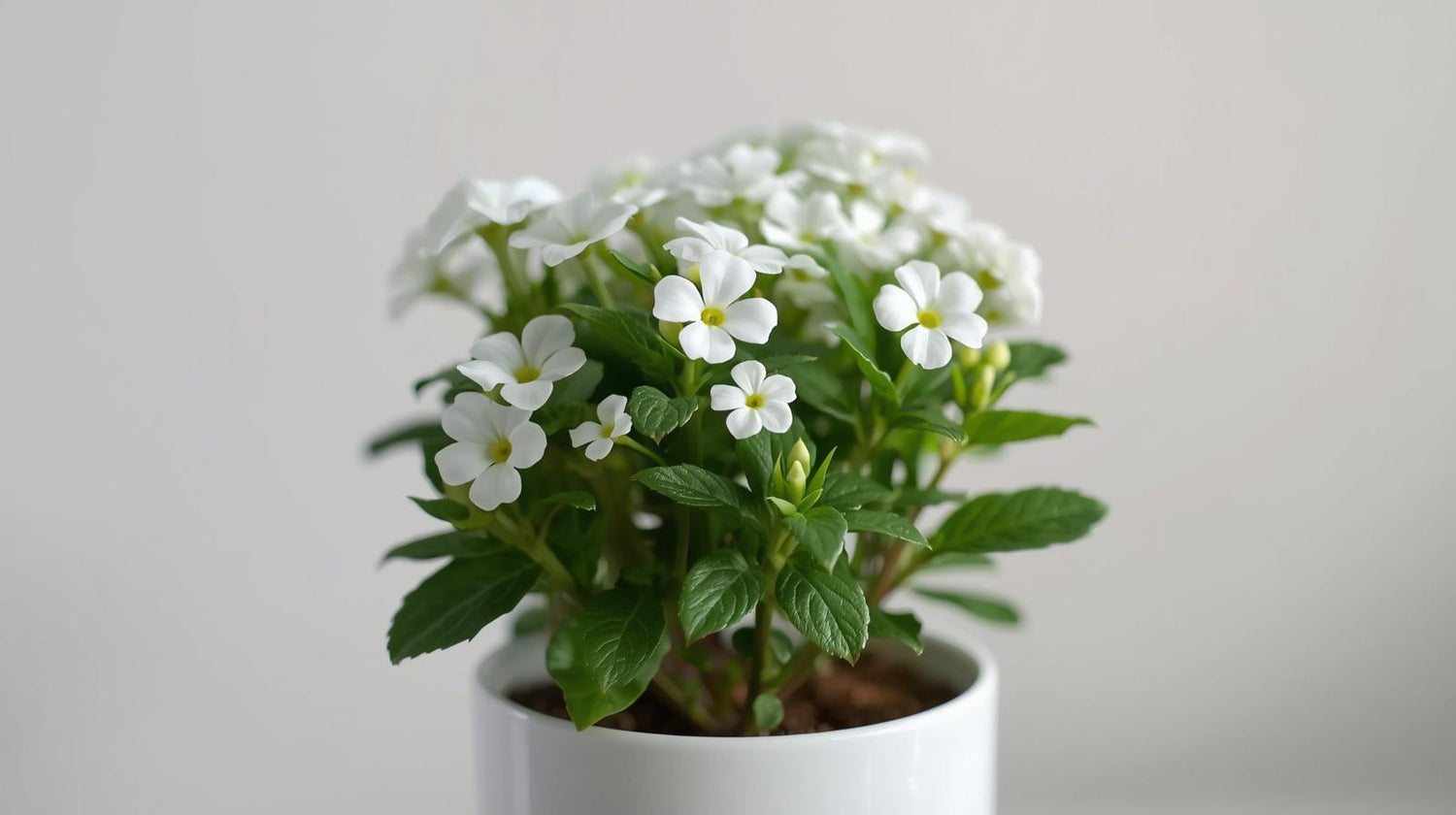 Lantana Upright White