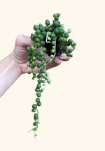 side profile of Senecio Rowleyanus String Of Pearls Rooted Starter Plant live succulent from Divine Roots