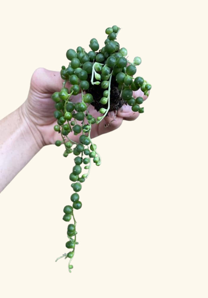 side profile of Senecio Rowleyanus String Of Pearls Rooted Starter Plant live succulent from Divine Roots