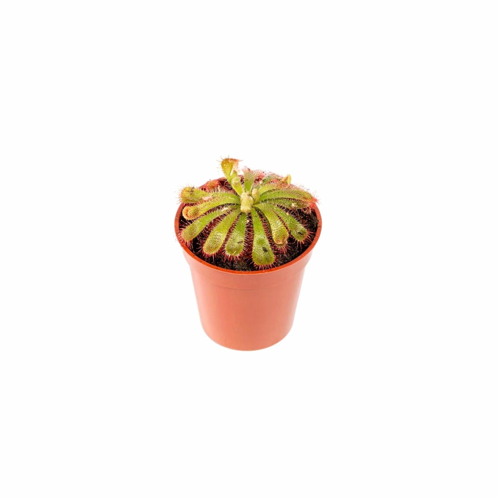 new growth on Sundew Drosera Spatulata live houseplant from Divine Roots