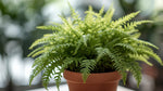 Boston Fern Massii live fern from Divine Roots
