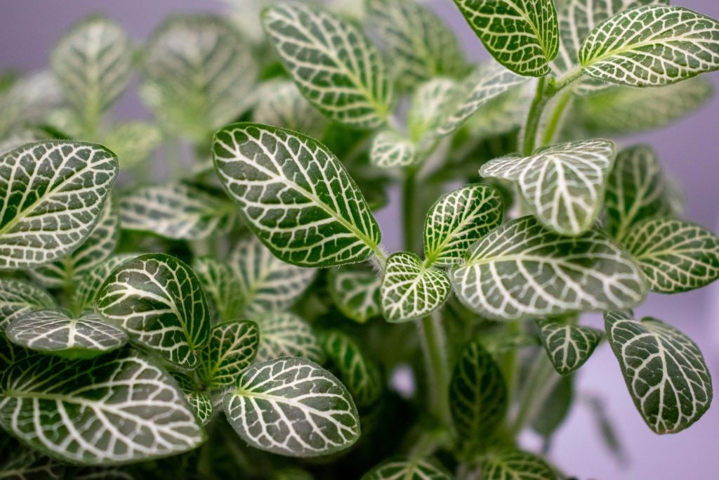 growth pattern of Fittonia Marble Queen Rooted Starter Plant live houseplant from Divine Roots