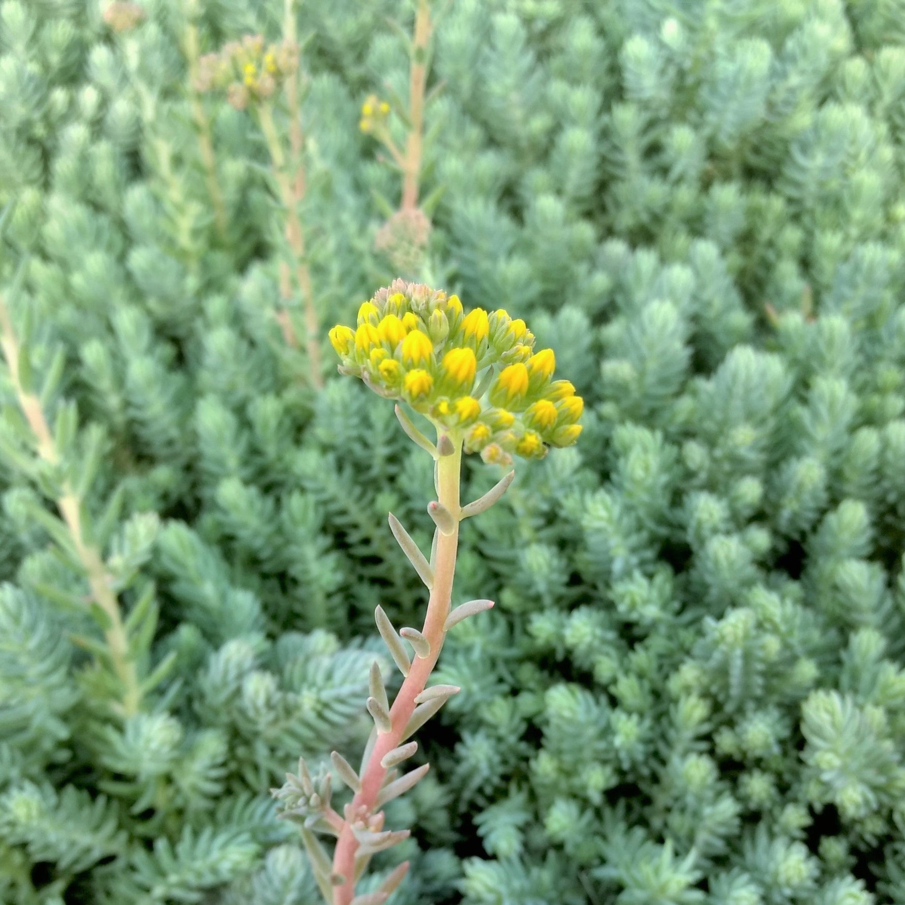 Sedum Reflexum Blue Spruce live plant from Divine Roots — photo 11 of 12