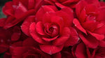 growth pattern of Begonia Double Geneva Red live Begonia from Divine Roots