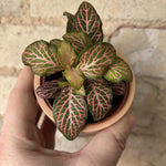 size reference for Fittonia Forest Rooted Starter Plant live houseplant from Divine Roots