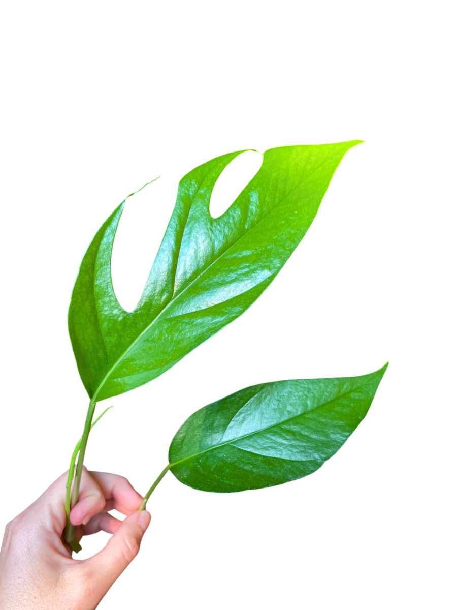 Pothos Baltic Blue (Rooted Starter Plant)