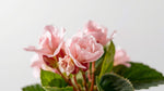 top view of Begonia Double Lady Francis Pink live Begonia from Divine Roots