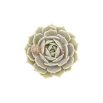close-up detail of Echeveria Lola live succulent from Divine Roots