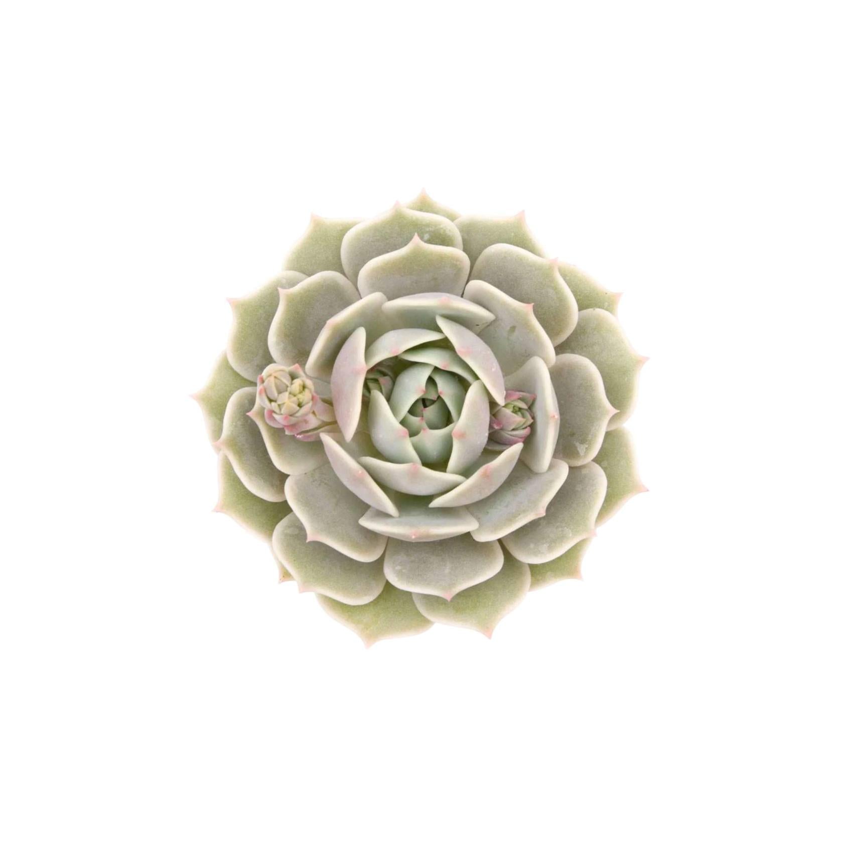 close-up detail of Echeveria Lola live succulent from Divine Roots