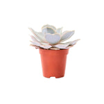 Echeveria lilacina live plant from Divine Roots — photo 3 of 12