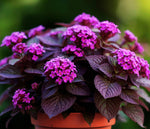 leaf detail of Lantana 'Dark Purple' (Rooted Starter Plant) live houseplant from Divine Roots
