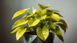 growth pattern of Philodendron Malay Gold (Lemon Lime) live Philodendron from Divine Roots