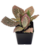 size reference for Fittonia Verschaffeltii Pink Rooted Starter Plant live houseplant from Divine Roots