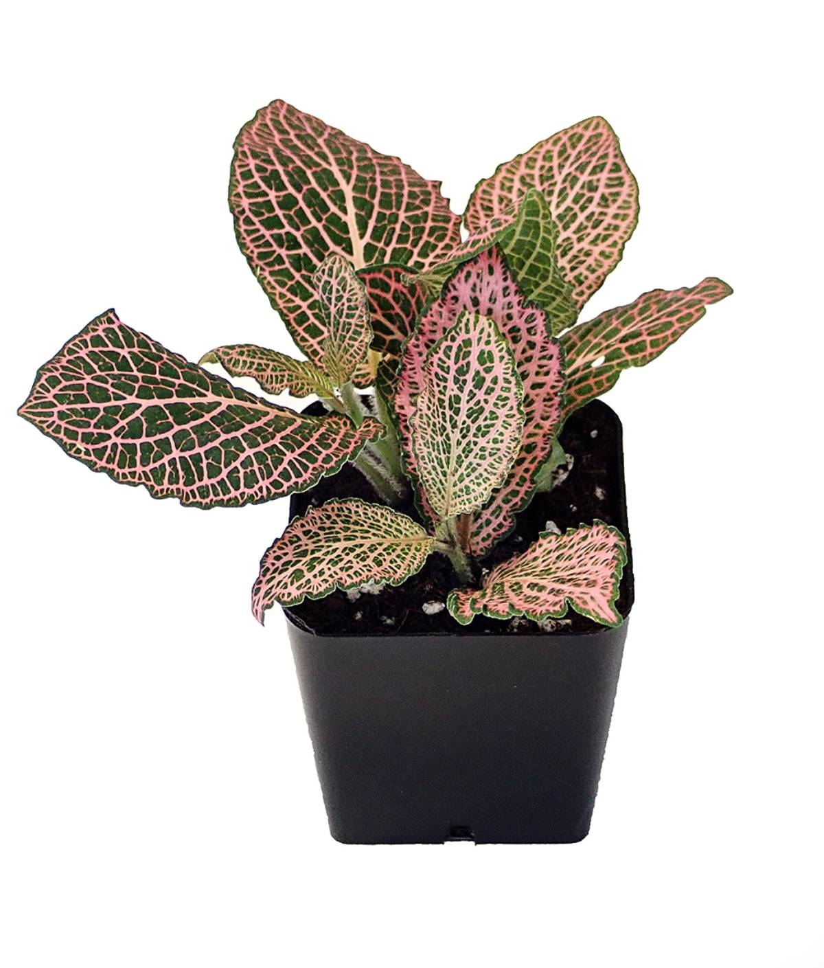 size reference for Fittonia Verschaffeltii Pink Rooted Starter Plant live houseplant from Divine Roots