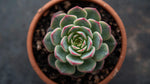 growth pattern of Echeveria Pink Edge Rooted Starter Plant live Echeveria from Divine Roots