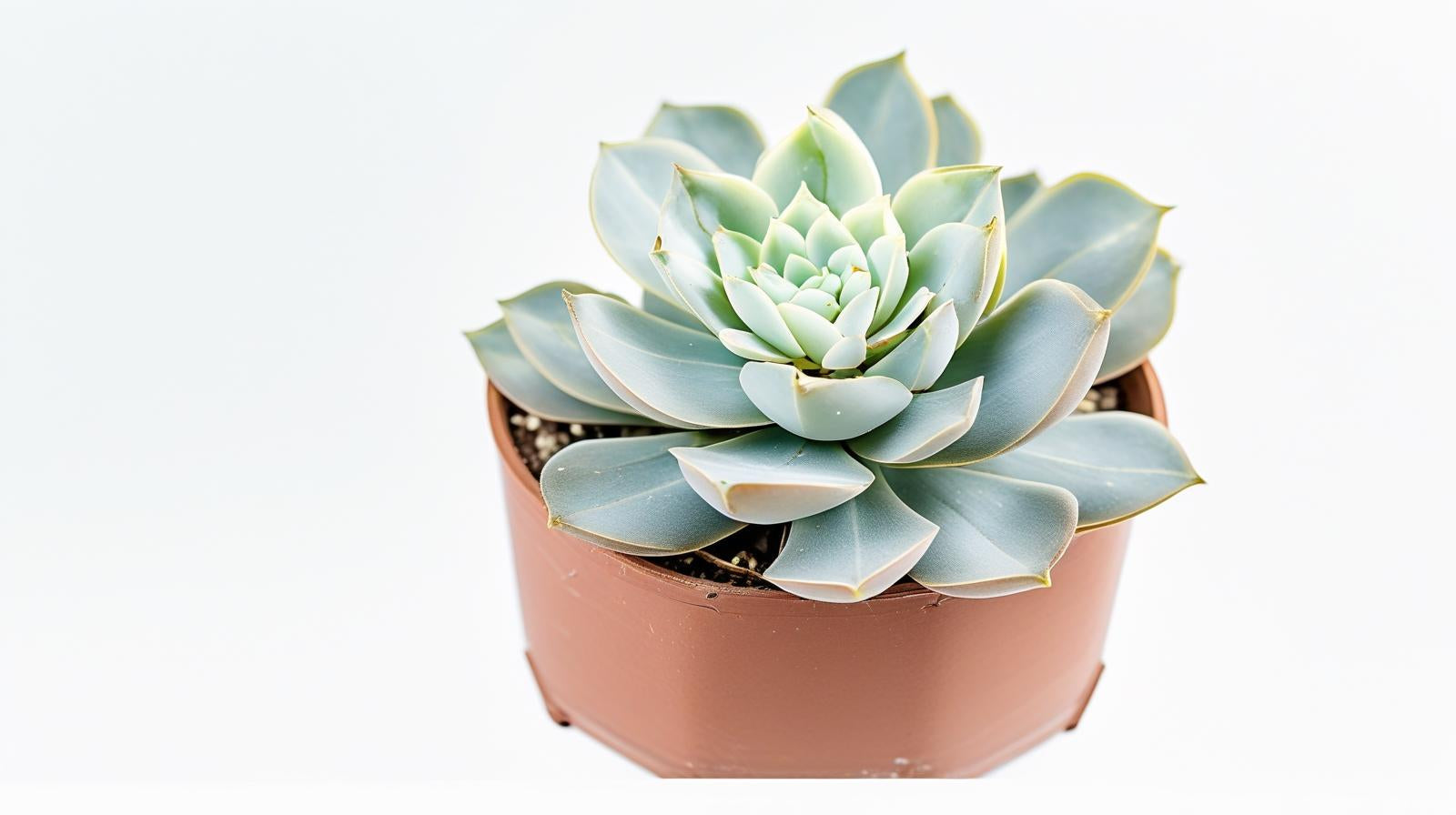 Echeveria lilacina live plant from Divine Roots — photo 10 of 12