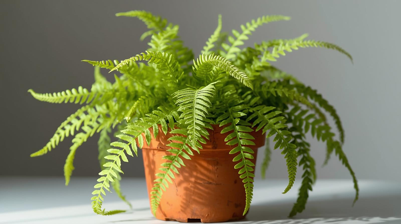 leaf detail of Boston Fern Massii live fern from Divine Roots