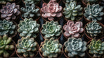 potted Echeveria Succulent Plant Pack live succulent from Divine Roots