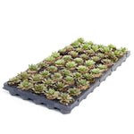 Succulents Sempervivum Assortment Rooted Starter Plant live succulent from Divine Roots