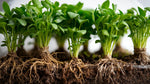 new growth on Combo Terrarium Rooted Starter Plant live plant bundle from Divine Roots