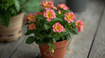 size reference for Lantana Dwarf Raspberry (Rooted Starter Plant) live houseplant from Divine Roots