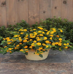 new growth on Lantana Spreading Gold Rooted Starter Plant live houseplant from Divine Roots