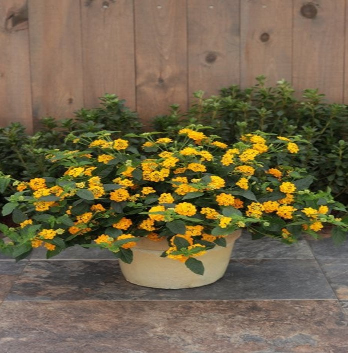 new growth on Lantana Spreading Gold Rooted Starter Plant live houseplant from Divine Roots