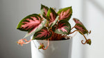 mature specimen of Episcia Pink Panther Rooted Starter Plant live succulent from Divine Roots