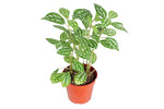 growth pattern of Pilea Cadierei Aluminum Plant live Pilea from Divine Roots