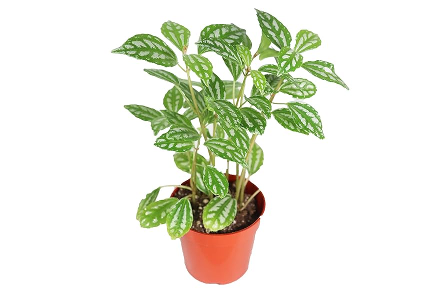 growth pattern of Pilea Cadierei Aluminum Plant live Pilea from Divine Roots