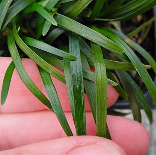 potted Mondo Grass (Ophiogon Japonica) live houseplant from Divine Roots
